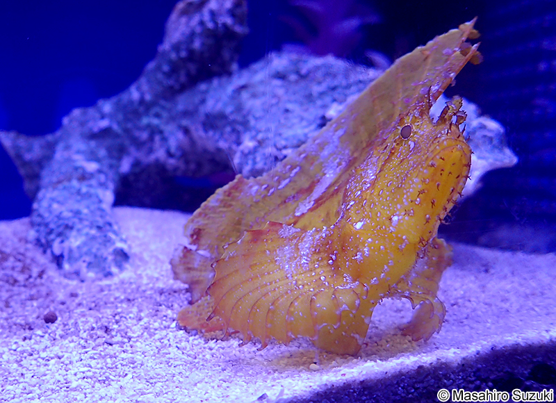 ハダカハオコゼ Taenianotus triacanthus