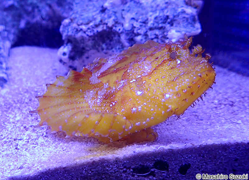 ハダカハオコゼ Taenianotus triacanthus