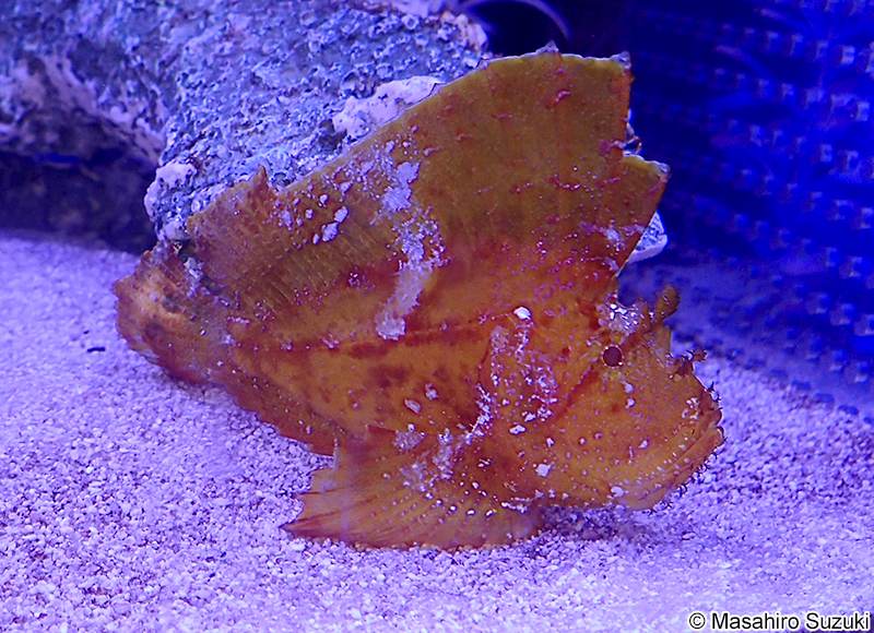 ハダカハオコゼ Taenianotus triacanthus