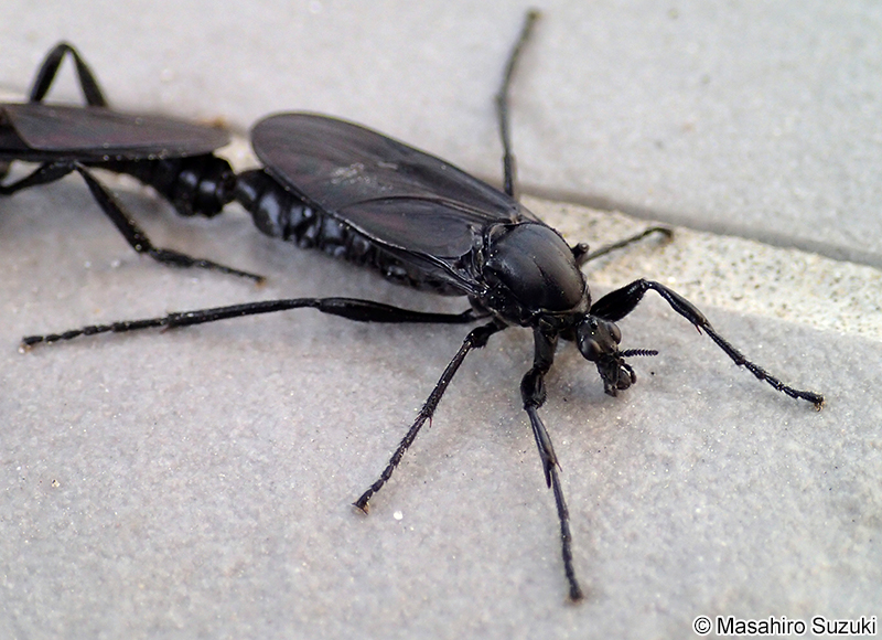 ハグロケバエ Bibio tenebrosus