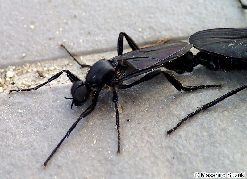 ハグロケバエ Bibio tenebrosus