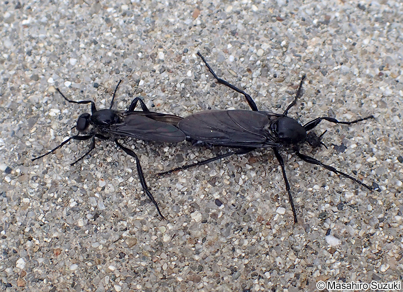 交尾中のハグロケバエ