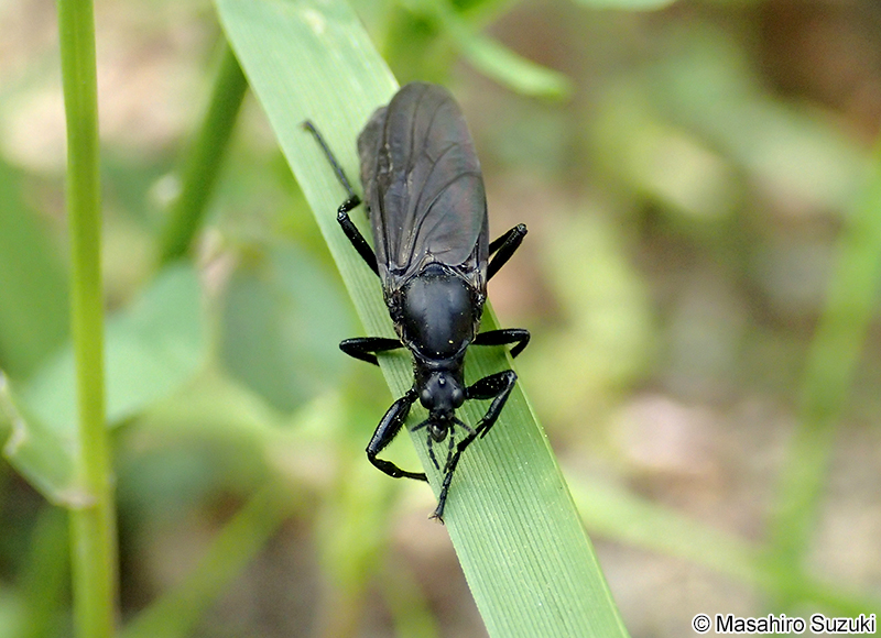 ハグロケバエ Bibio tenebrosus