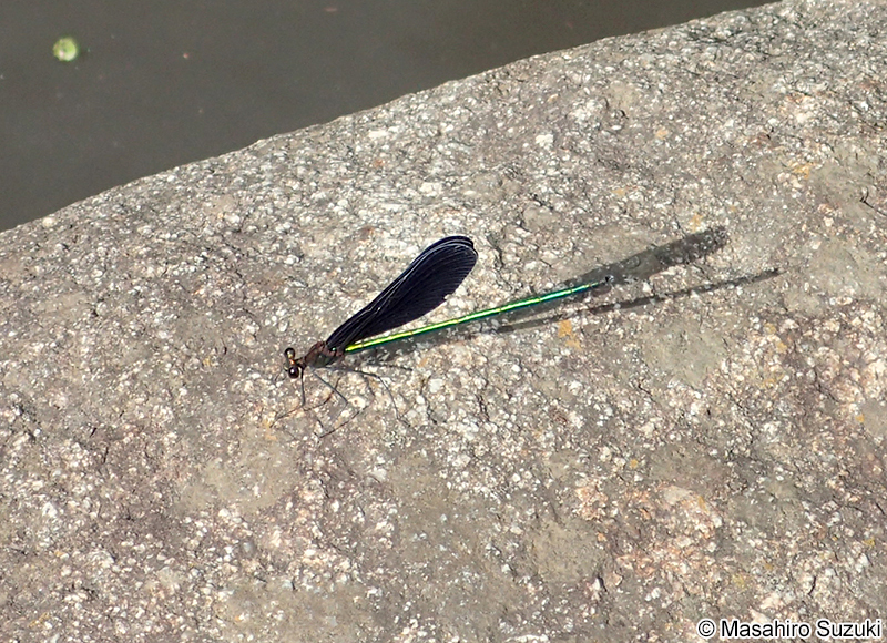 ハグロトンボ Calopteryx atrata