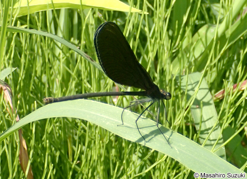 ハグロトンボ Calopteryx atrata