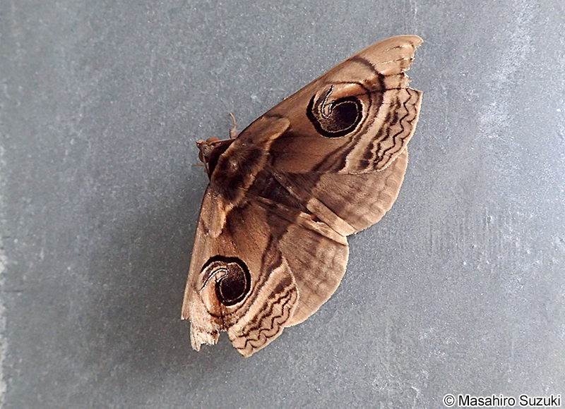 ハグルマトモエ Spirama helicina