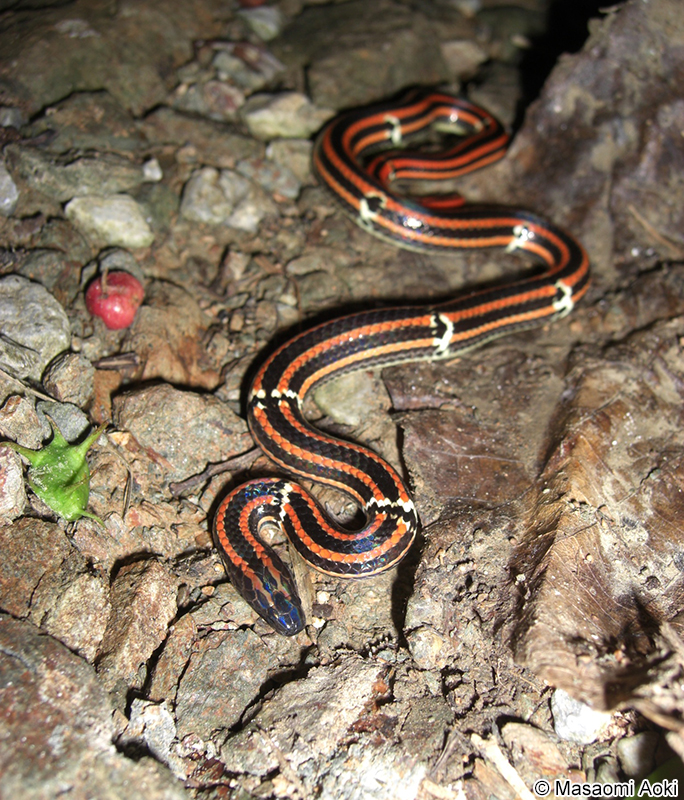 ハイ Sinomicrurus japonicus boettgeri