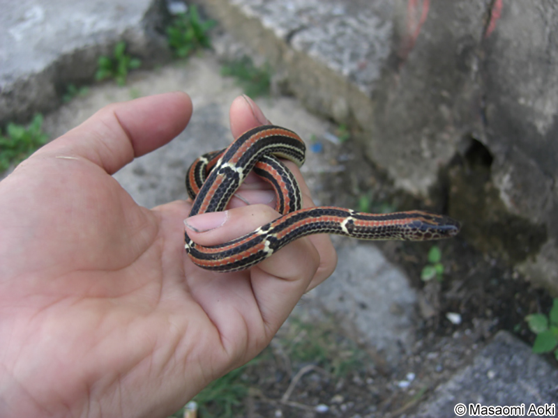 ハイ Sinomicrurus japonicus boettgeri