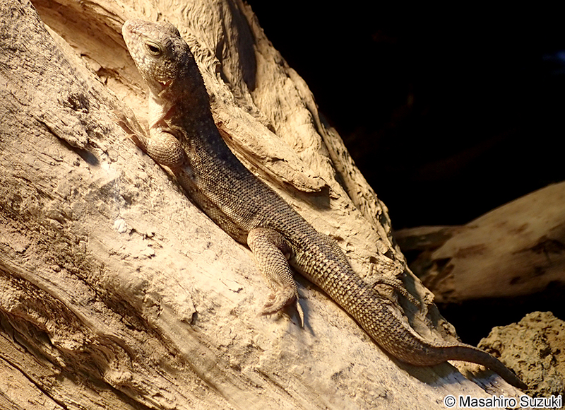 ハイチゼンマイトカゲ Leiocephalus schreibersii