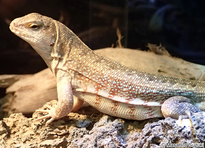 ハイチゼンマイトカゲ Leiocephalus schreibersii