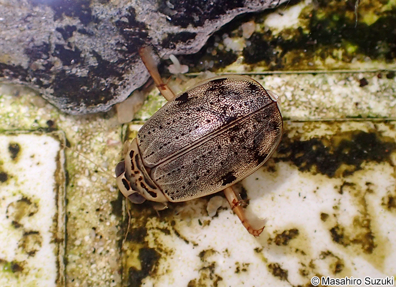 ハイイロゲンゴロウ Eretes sticticus