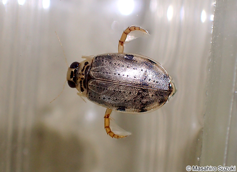 ハイイロゲンゴロウ Eretes sticticus