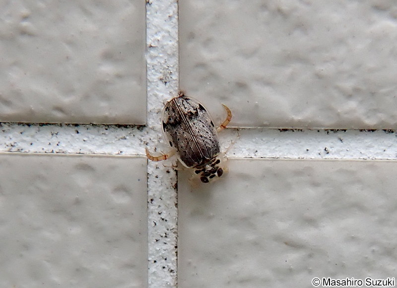 ハイイロゲンゴロウ Eretes sticticus