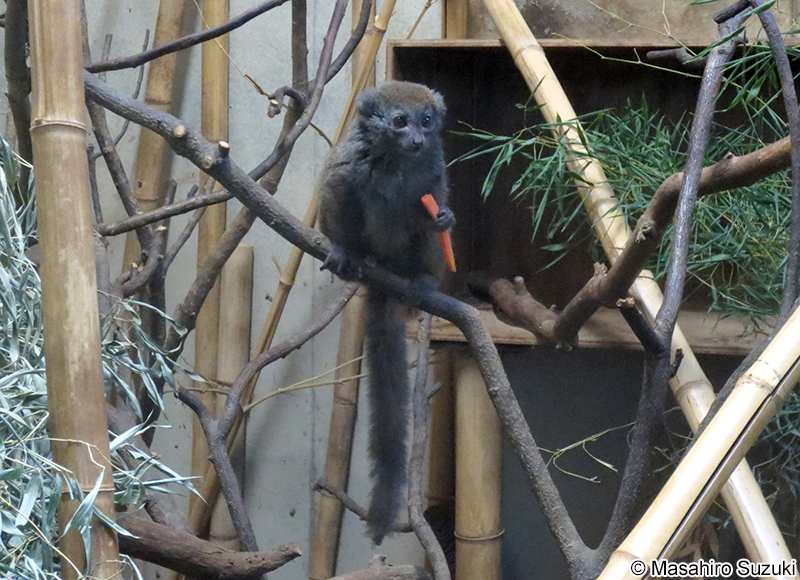 ハイイロジェントルキツネザル Hapalemur griseus