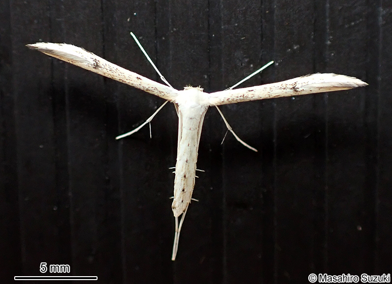 ハイモンカマトリバ Hellinsia distinctus