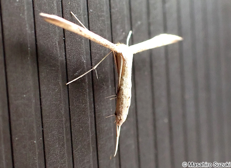 ハイモンカマトリバ Hellinsia distinctus