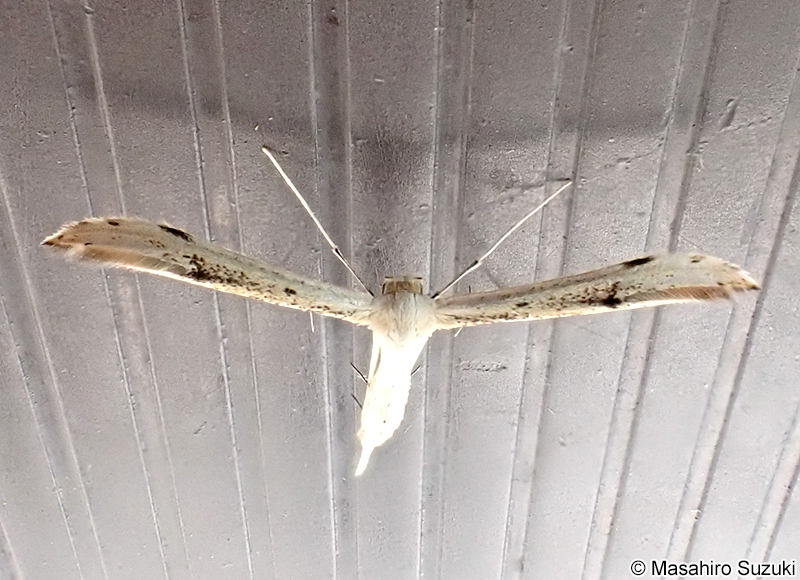 ハイモンカマトリバ Hellinsia distinctus