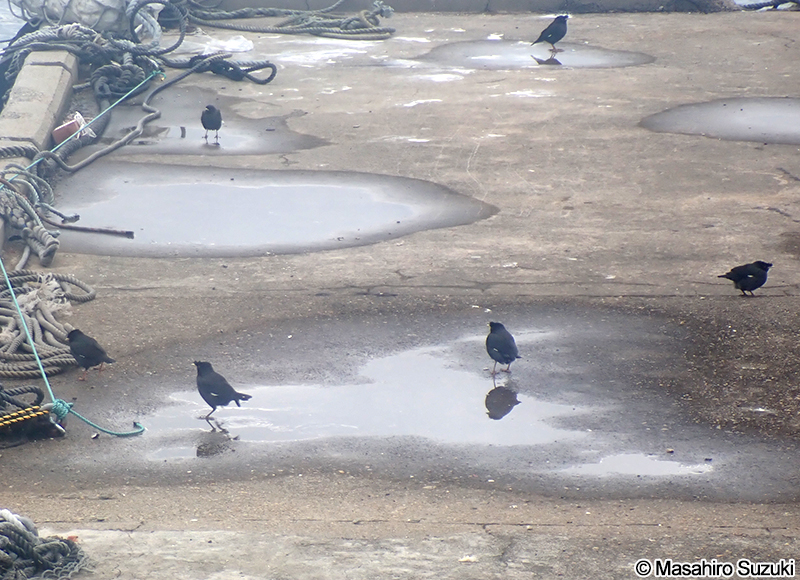 ハッカチョウ Acridotheres cristatellus