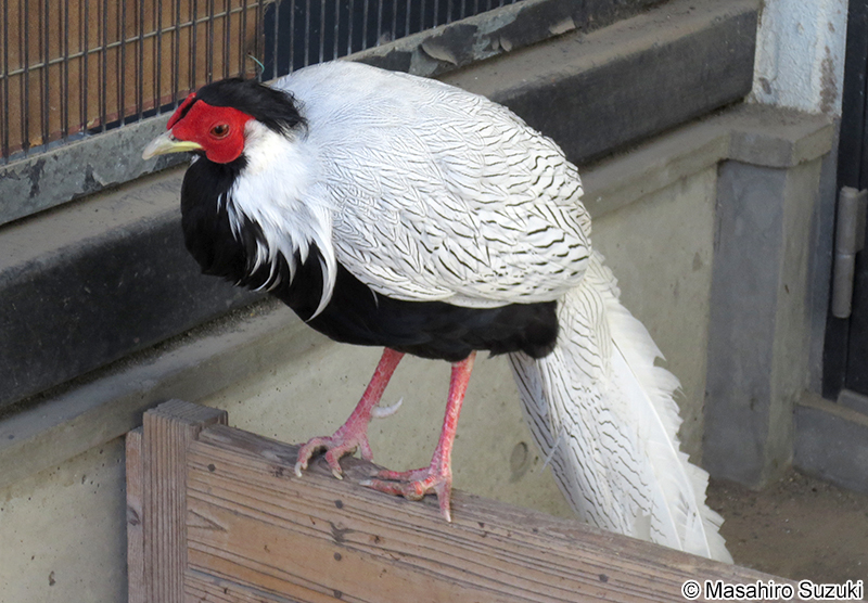 ハッカン Lophura nycthemera