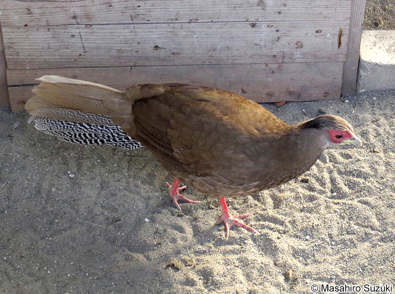 ハッカン Lophura nycthemera