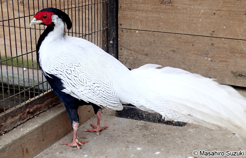 ハッカン Lophura nycthemera