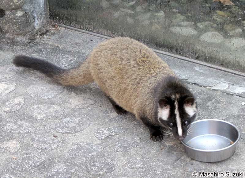 ハクビシン Paguma larvata