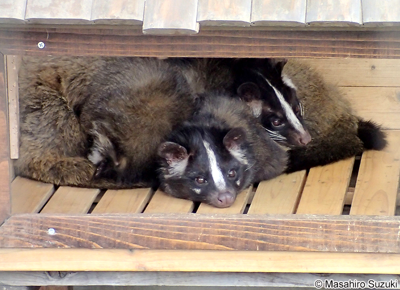 ハクビシン Paguma larvata