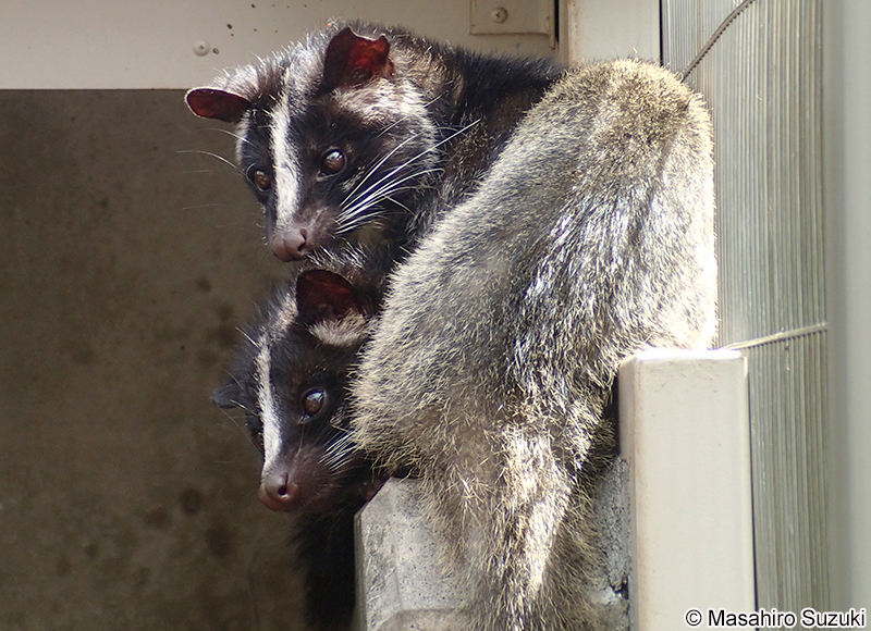 ハクビシン Paguma larvata