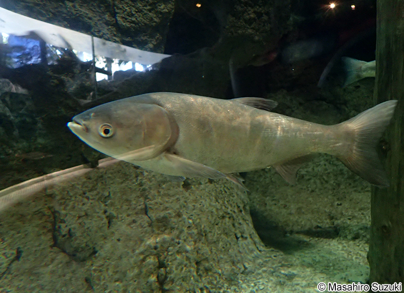 ハクレン Hypophthalmichthys molitrix