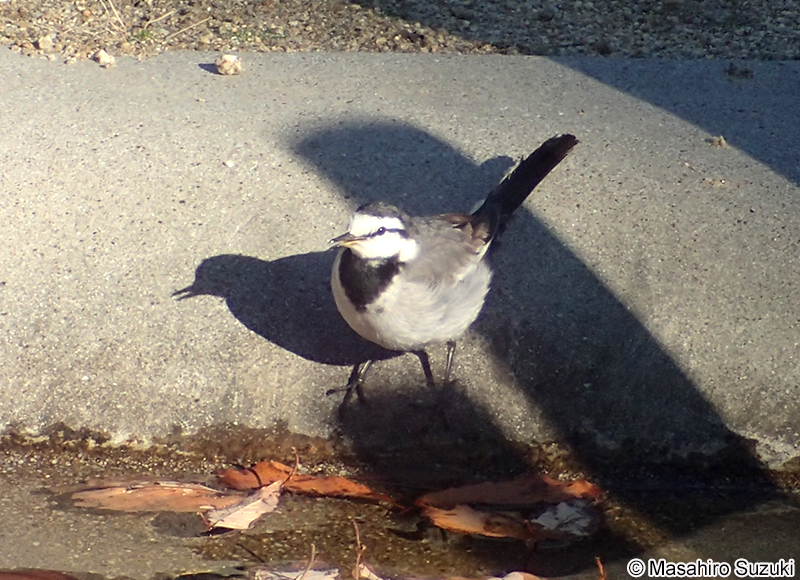 ハクセキレイ Motacilla lugens