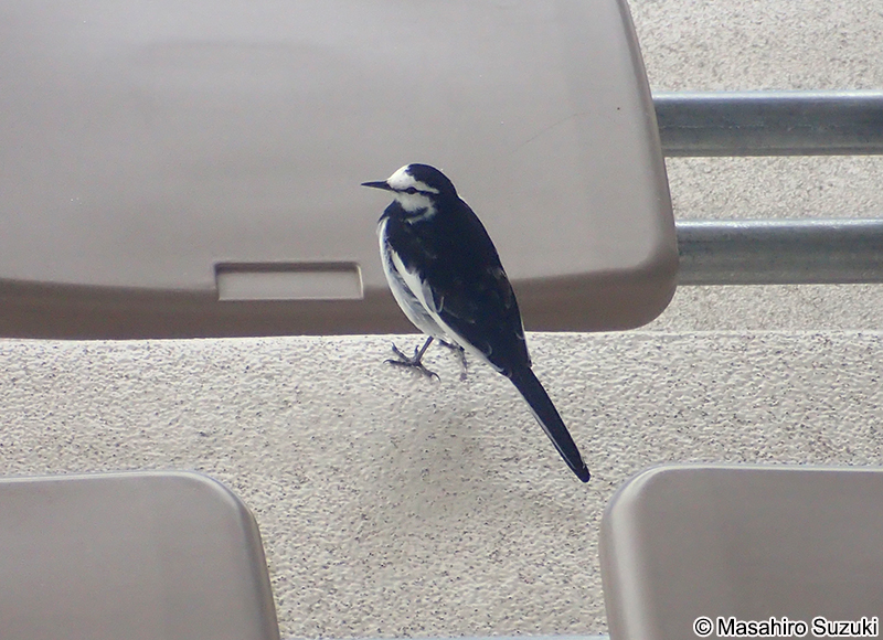 ハクセキレイ Motacilla lugens