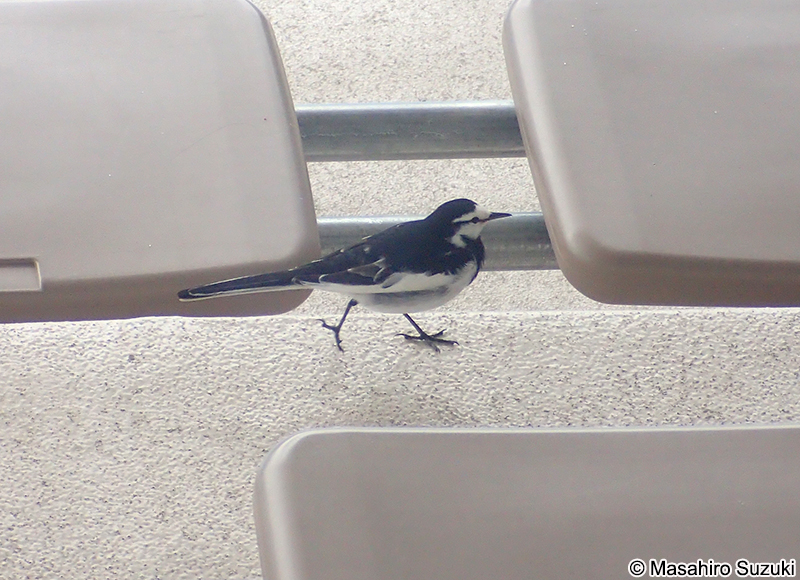 ハクセキレイ Motacilla lugens