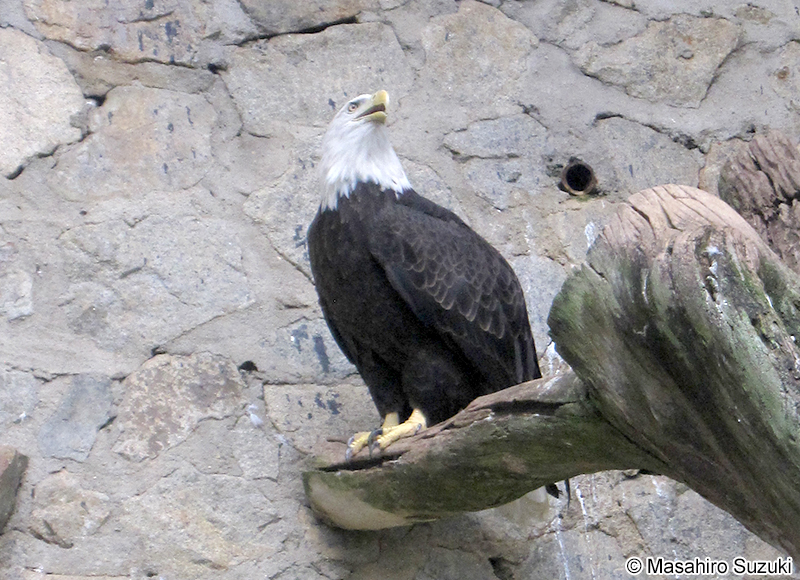 ハクトウワシ Haliaeetus leucocephalus