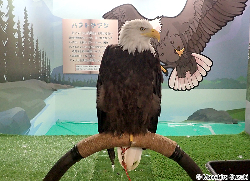 ハクトウワシ Haliaeetus leucocephalus