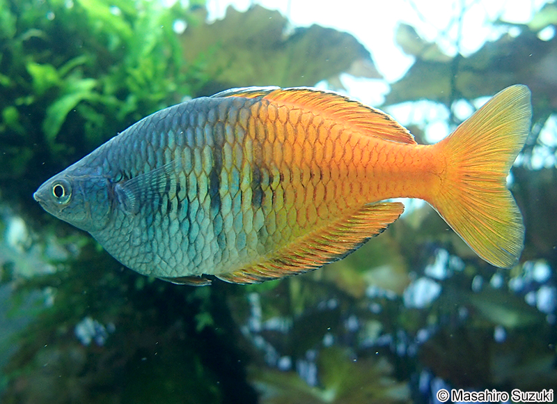 ハーフオレンジレインボー Melanotaenia boesemani