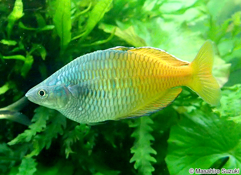 ハーフオレンジレインボー Melanotaenia boesemani