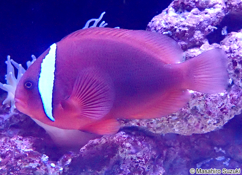 ハマクマノミ Amphiprion frenatus