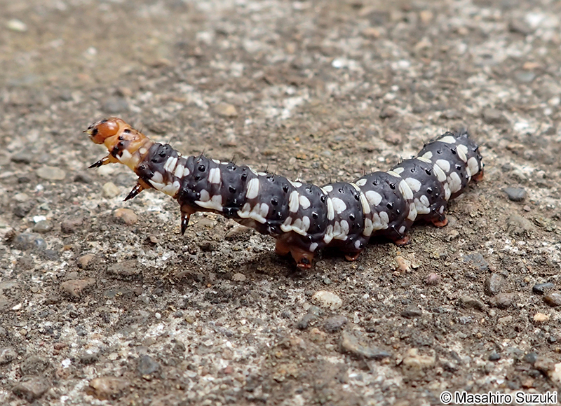 ハマオモトヨトウ Brithys crini