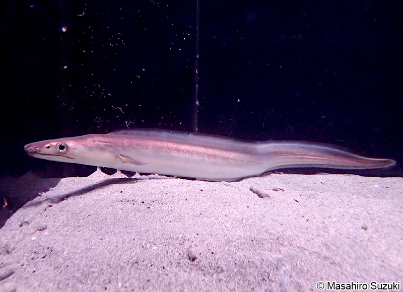 ハモ Muraenesox cinereus