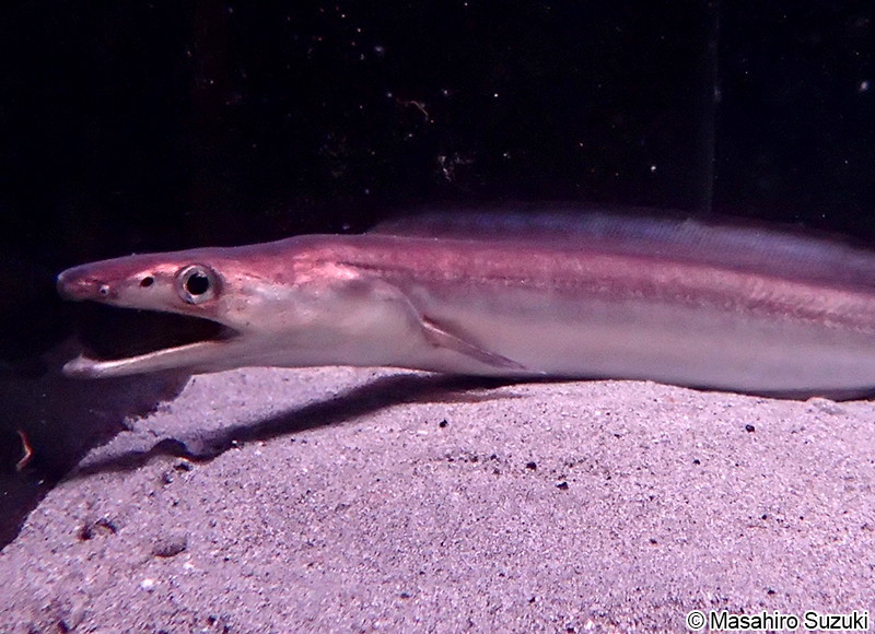 ハモ Muraenesox cinereus