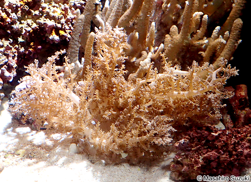 ハナブサイソギンチャク Actinodendron arboreum