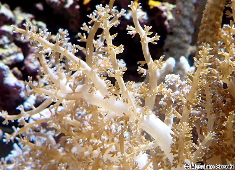 ハナブサイソギンチャク Actinodendron arboreum