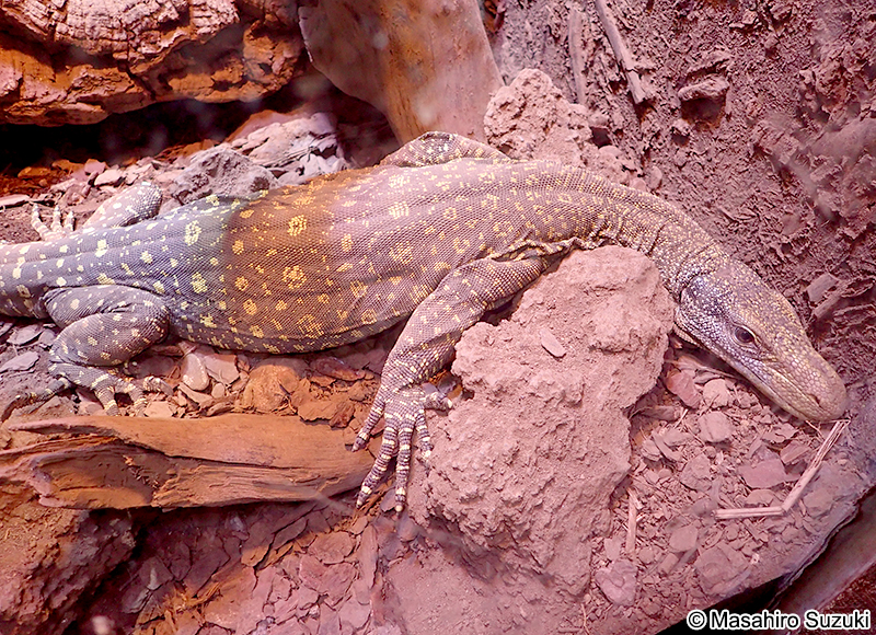 ハナブトオオトカゲ Varanus salvadorii