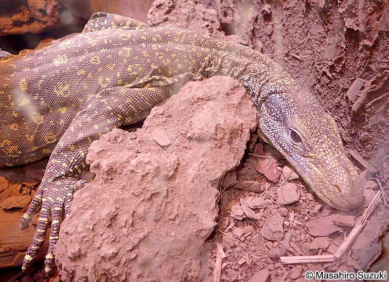 ハナブトオオトカゲ Varanus salvadorii