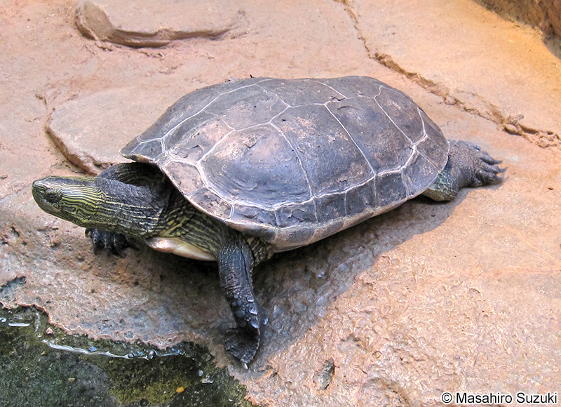 ハナガメ Mauremys sinensis