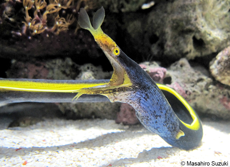 ハナヒゲウツボ Rhinomuraena quaesita