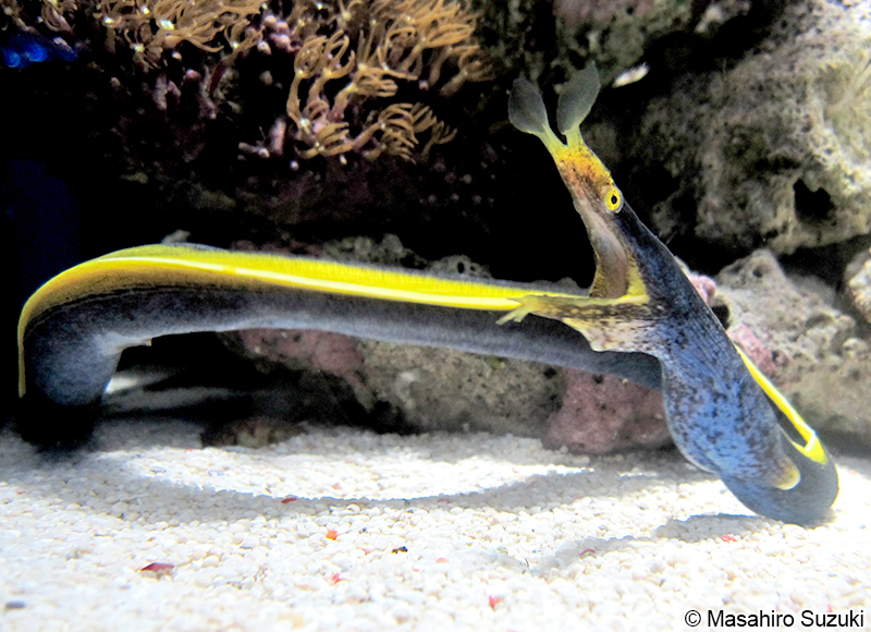 ハナヒゲウツボ Rhinomuraena quaesita