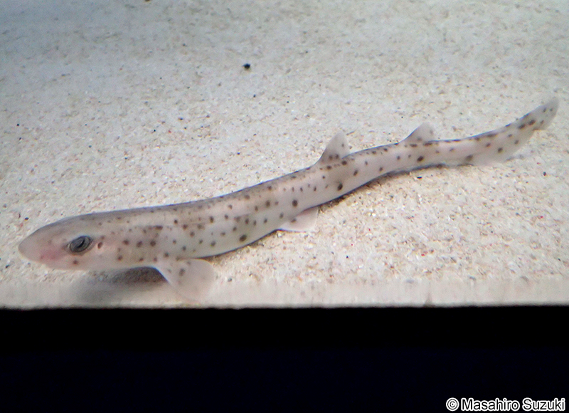 ハナカケトラザメ Scyliorhinus canicula