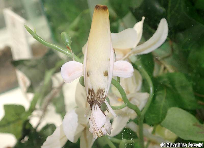 ハナカマキリ Hymenopus coronatus