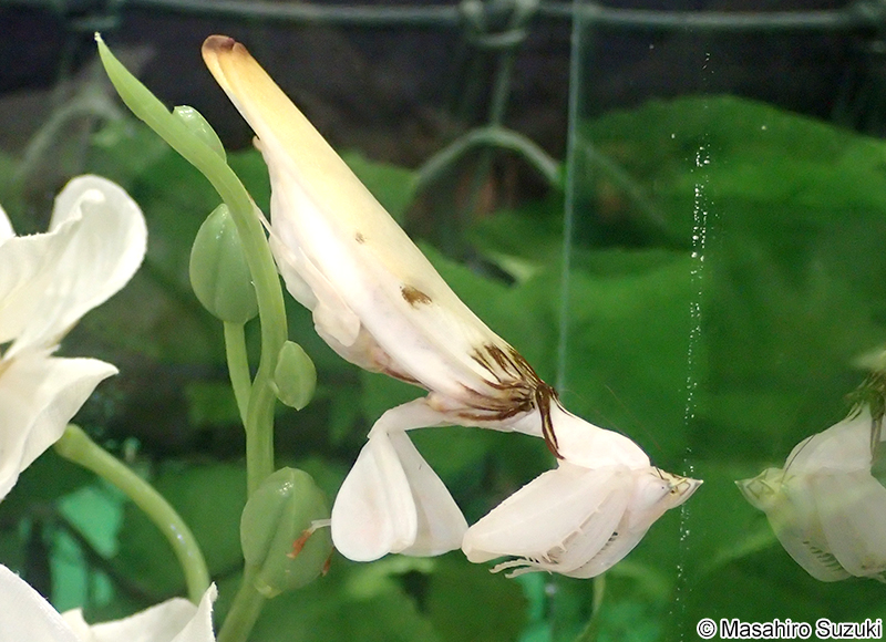 ハナカマキリ Hymenopus coronatus